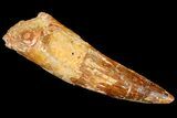 Spinosaurus Tooth - Real Dinosaur Tooth #178544-1